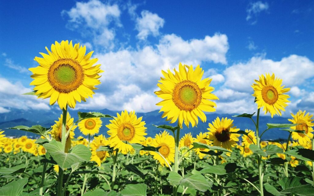 cara menanam bibit bunga matahari