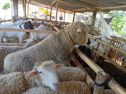cara ternak kambing modern
